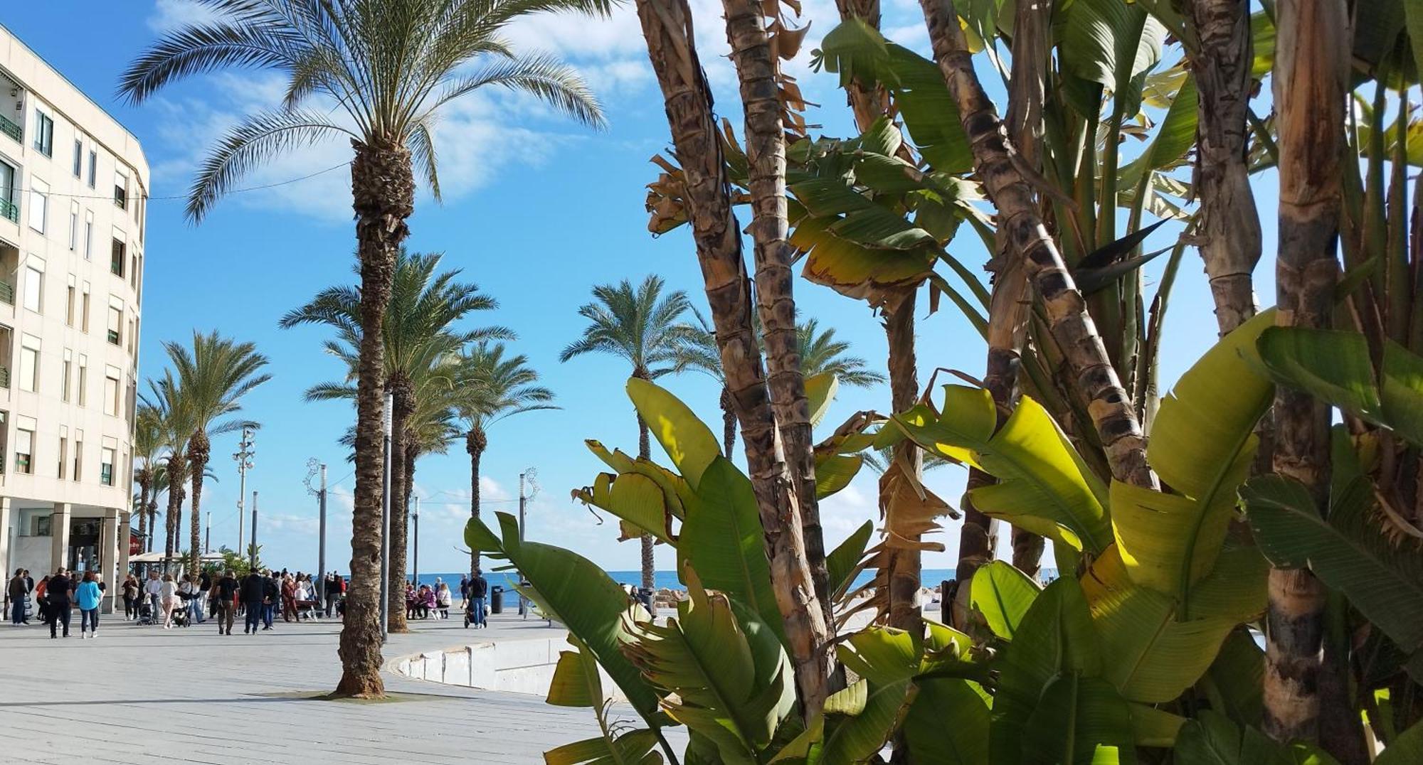 Seaview Playa Del Cura 50M Torrevieja Citycentre Apartment 외부 사진